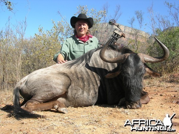 Wildebeest with bow