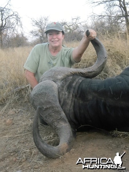 Greater Kruger Buffalo