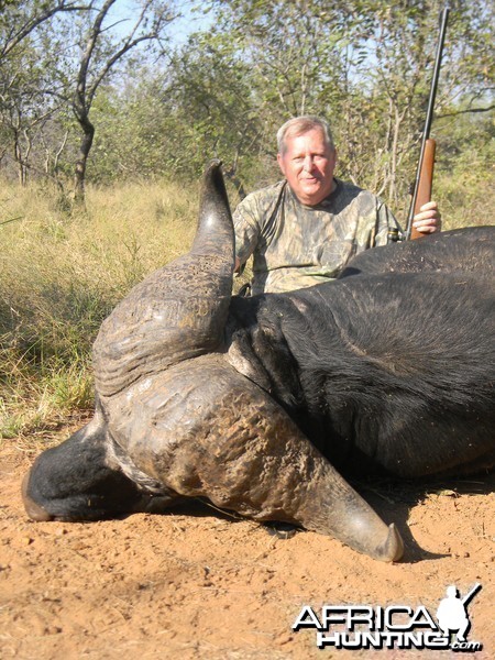 Greater Kruger Buffalo