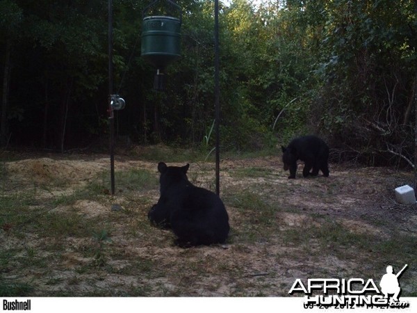 Bears at Arkansas Club