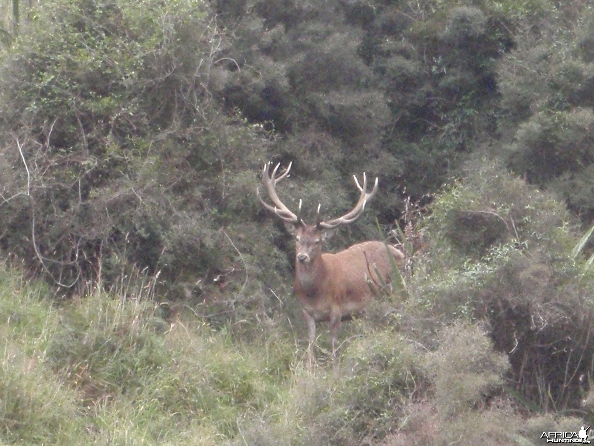 Free Range Hunting New Zealand