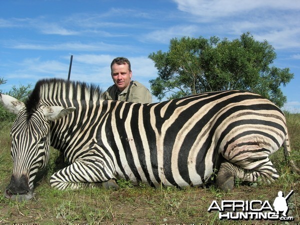 Burchells Zebra