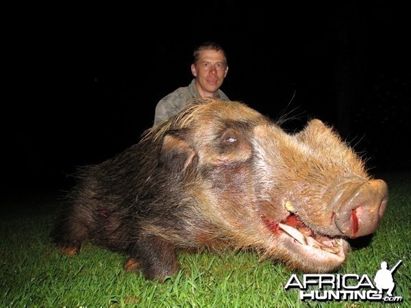 Umdende Hunting Safaris Bushpigs