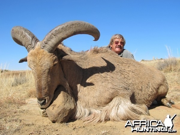 Barbary Sheep