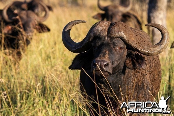 Cape Buffalo on Zululand Rhino Reserve