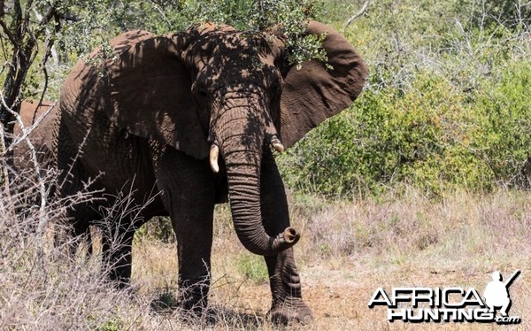 Elephant at Pongola Game Reserve