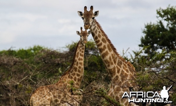 Giraffes at Zululand Rhino Reserve