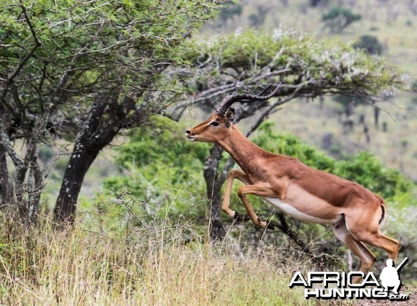 Impala at Zululand Rhino Reserve