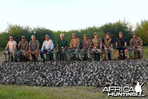 Fabulous dove shooting in Argentina