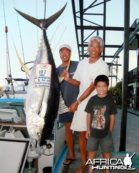 Yellow fin tuna