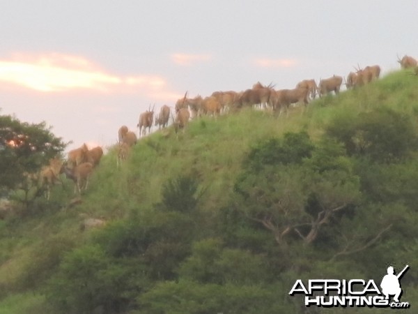 Umdende Hunting Safaris