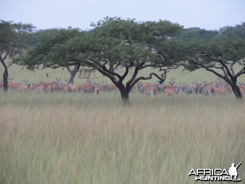 Umdende Hunting Safaris