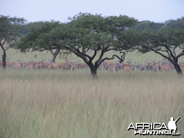 Umdende Hunting Safaris