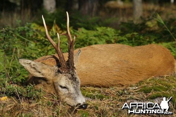 Roebuck Hunt Sweden