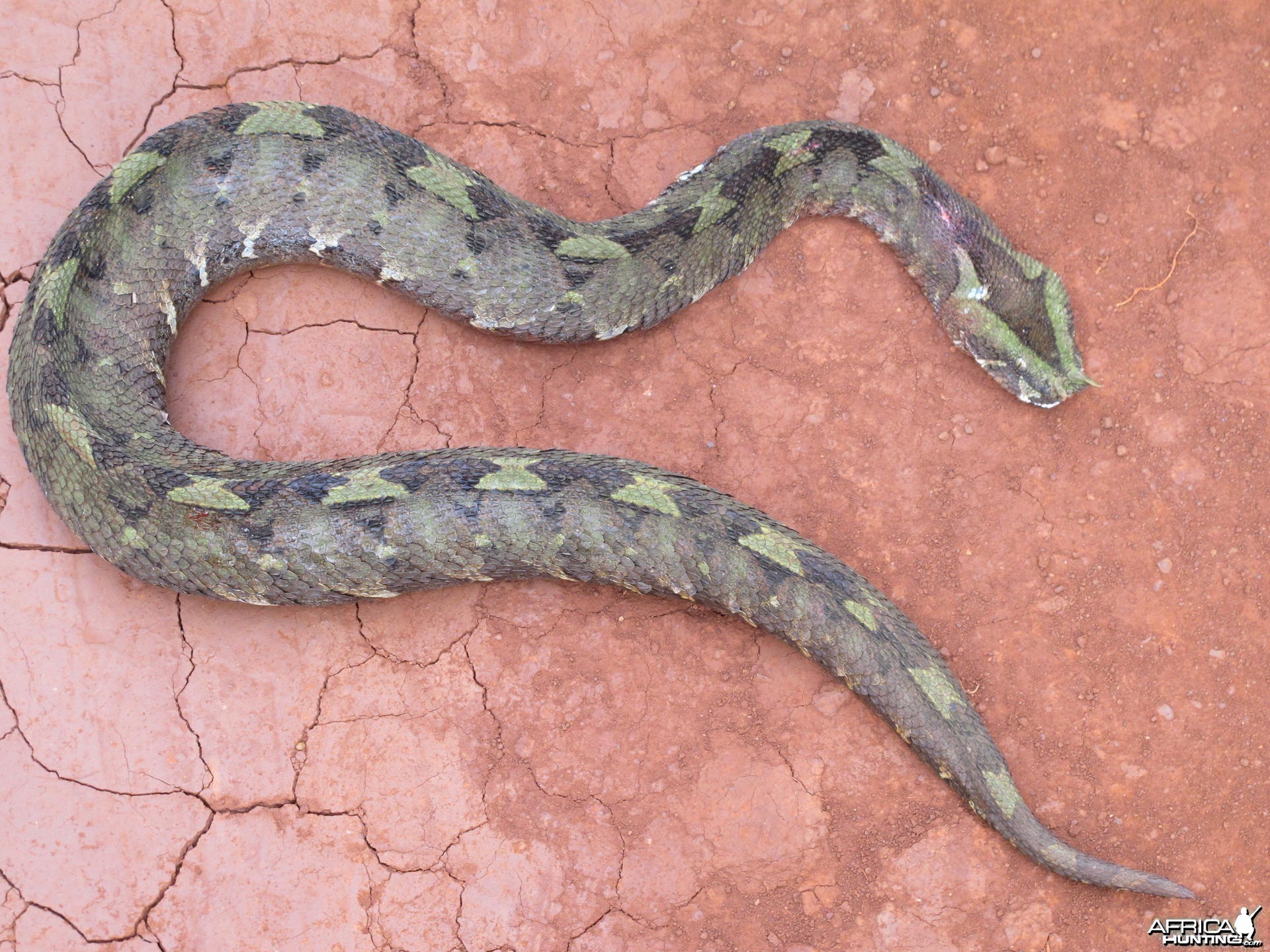Gabon Viper