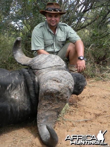 Greater Kruger Buffalo