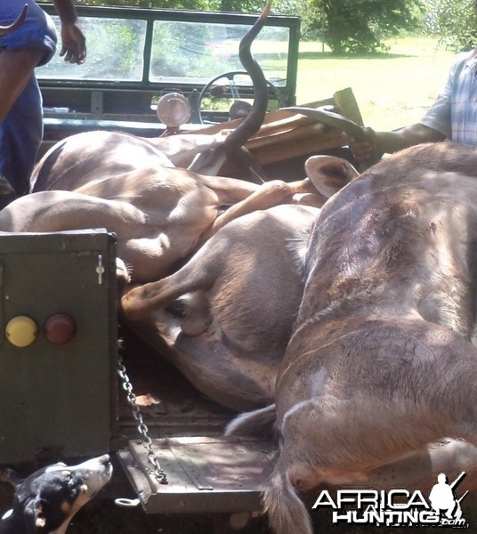 3 kudu's shot at King's Kloof