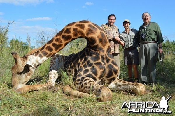 Giraffe with Savanna Hunting Safari's