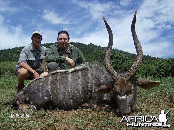 Nyala with Savanna Hunting Safari's