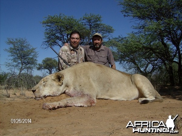 Lion with Savanna Hunting Safari's