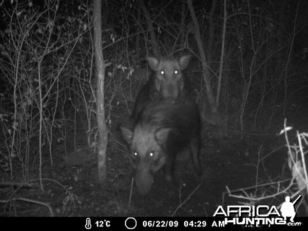 Bushpig Trailcam Maken Bacon By Leeukop Safaris