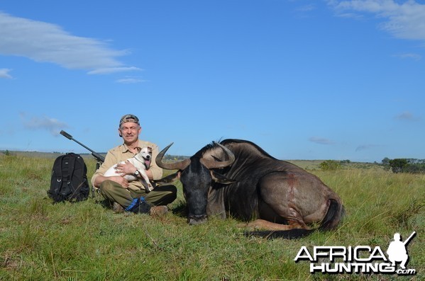 Blue Wildebeest KMG Hunting Safaris