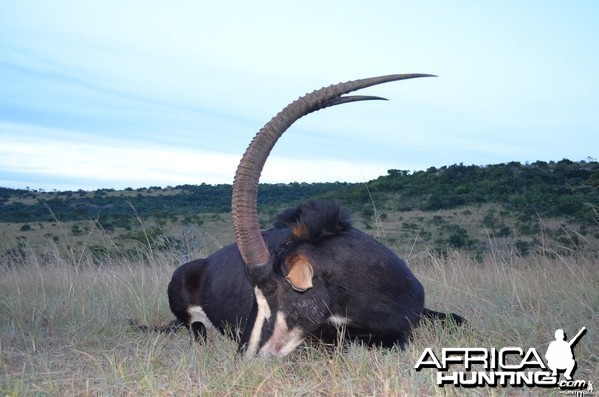 Sable KMG Hunting Safaris