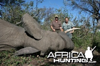 Caprivi elephant