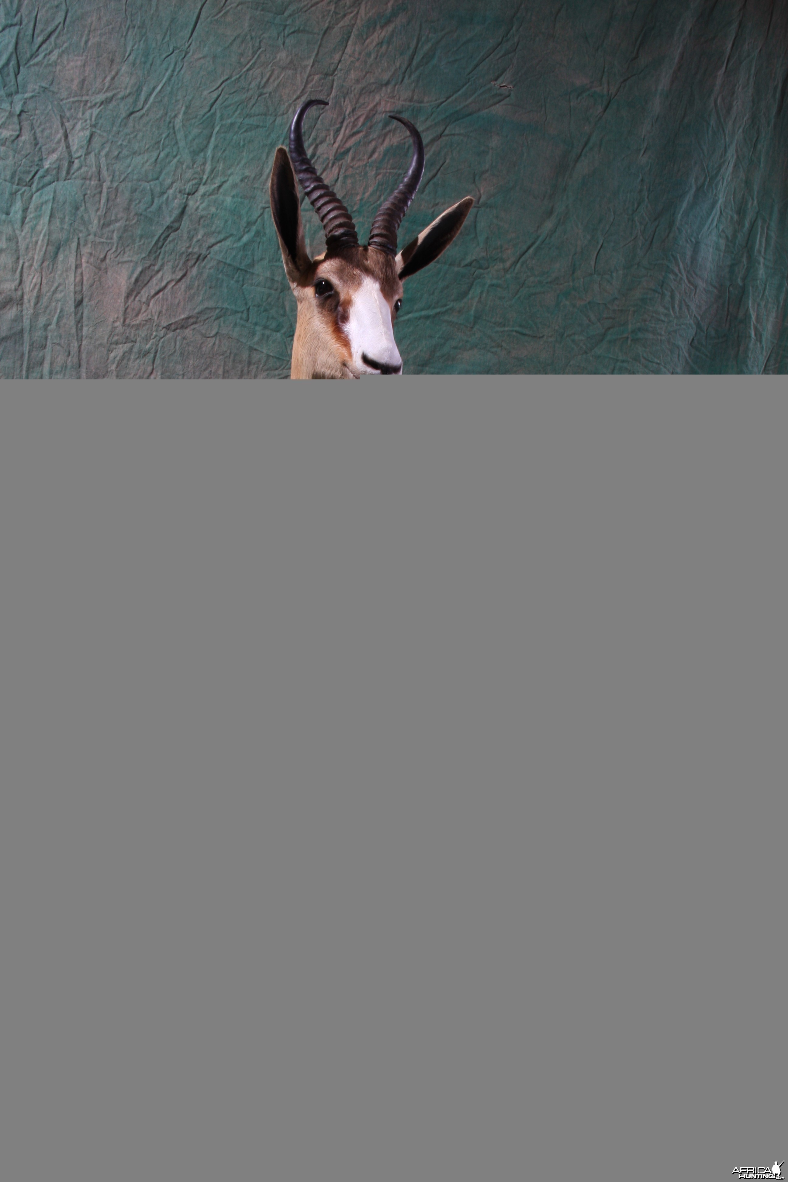 Copper Springbok by All-American Taxidermy