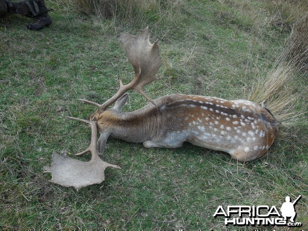 New Zealand Fallow Deer