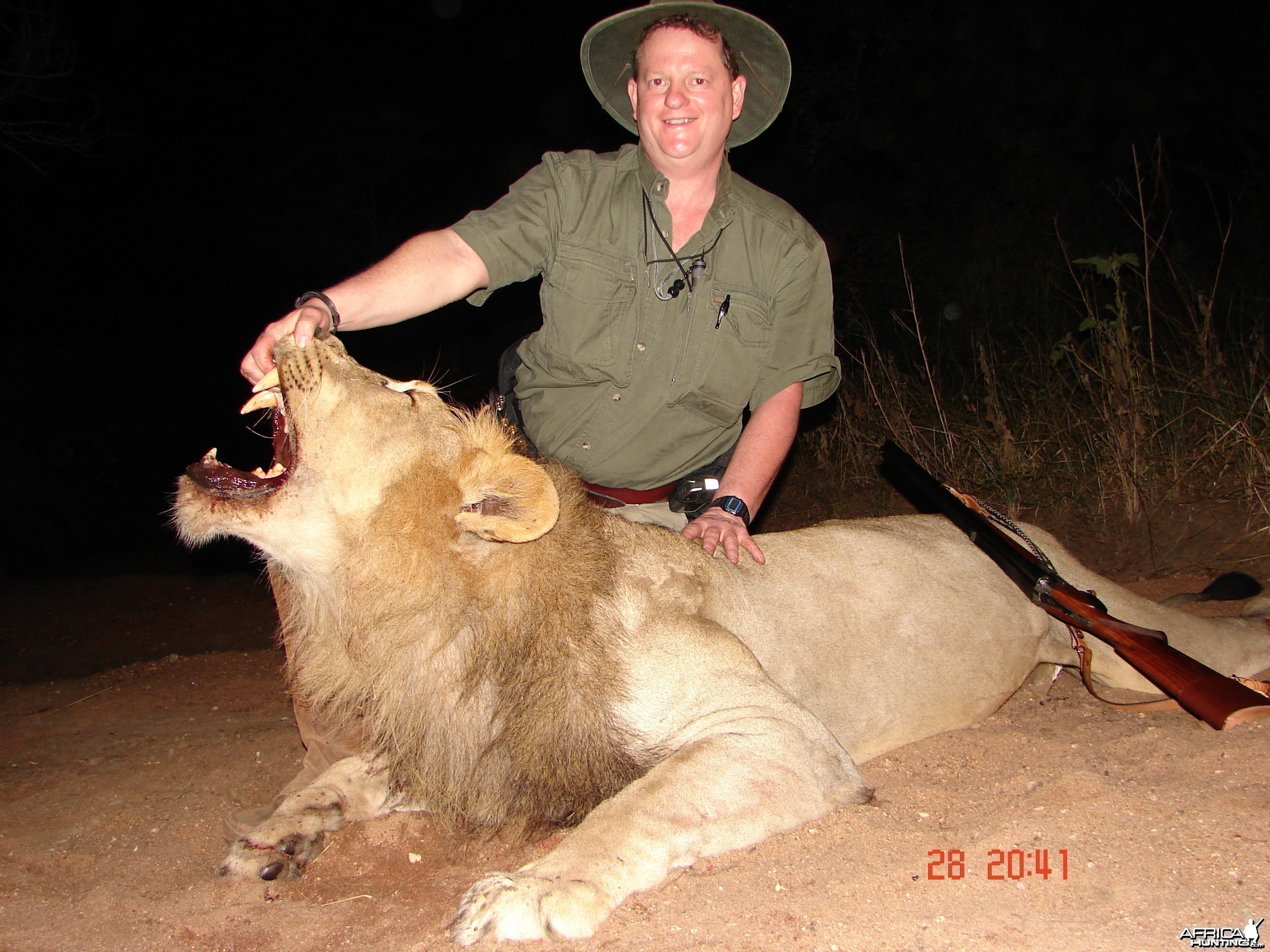 Lowveld Lion with a double