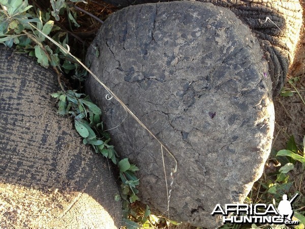 Elephant foot