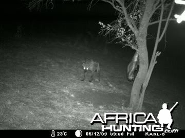 Hyena at the bait