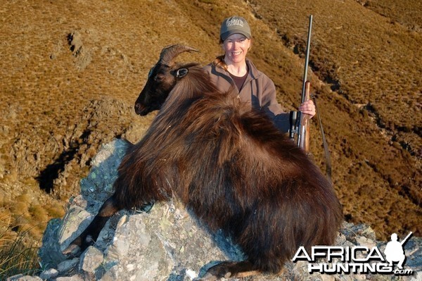 Bull Tahr