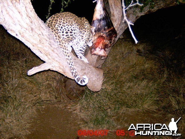 Leopard on bait