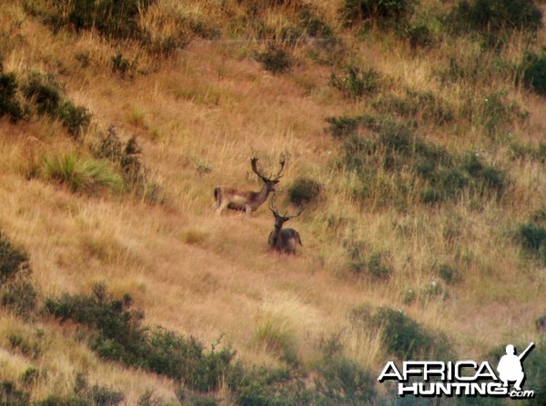 Fallow Buck