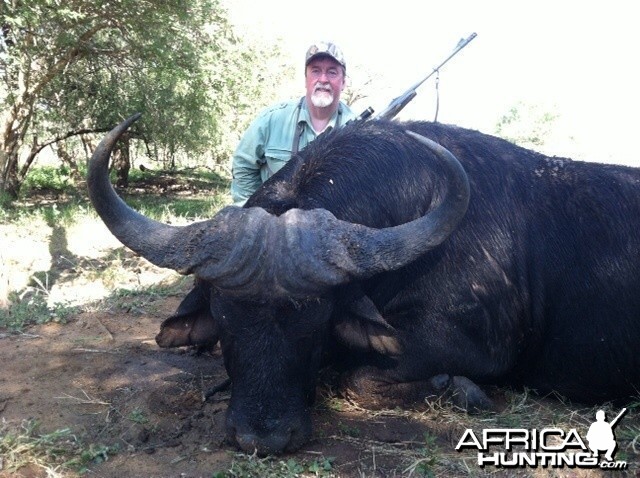 Cape Buffalo 2014