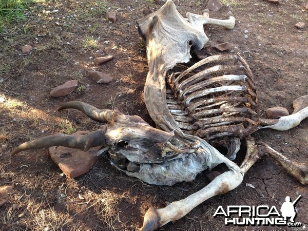 Young eland bull carcass