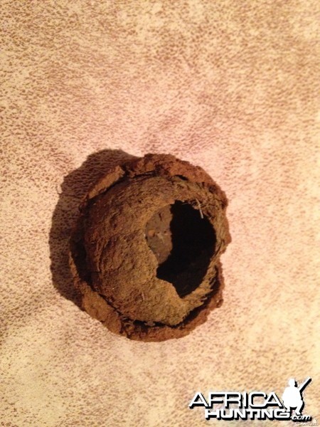 Dung beetle nest