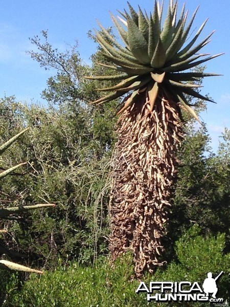 Aloe plants were a common sight