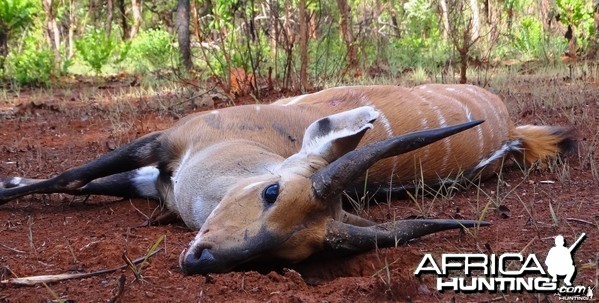 Harnessed bushbuck