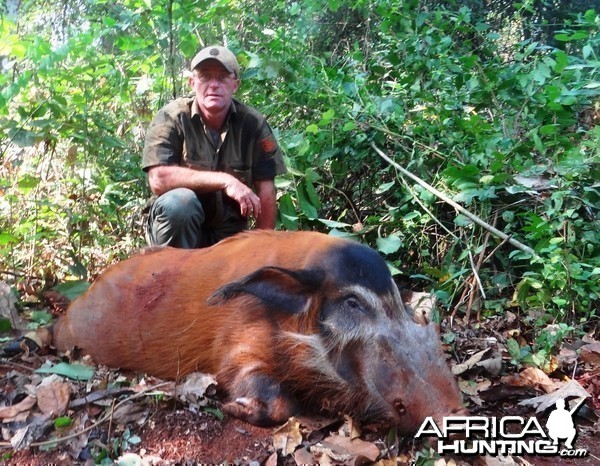 Red river hog