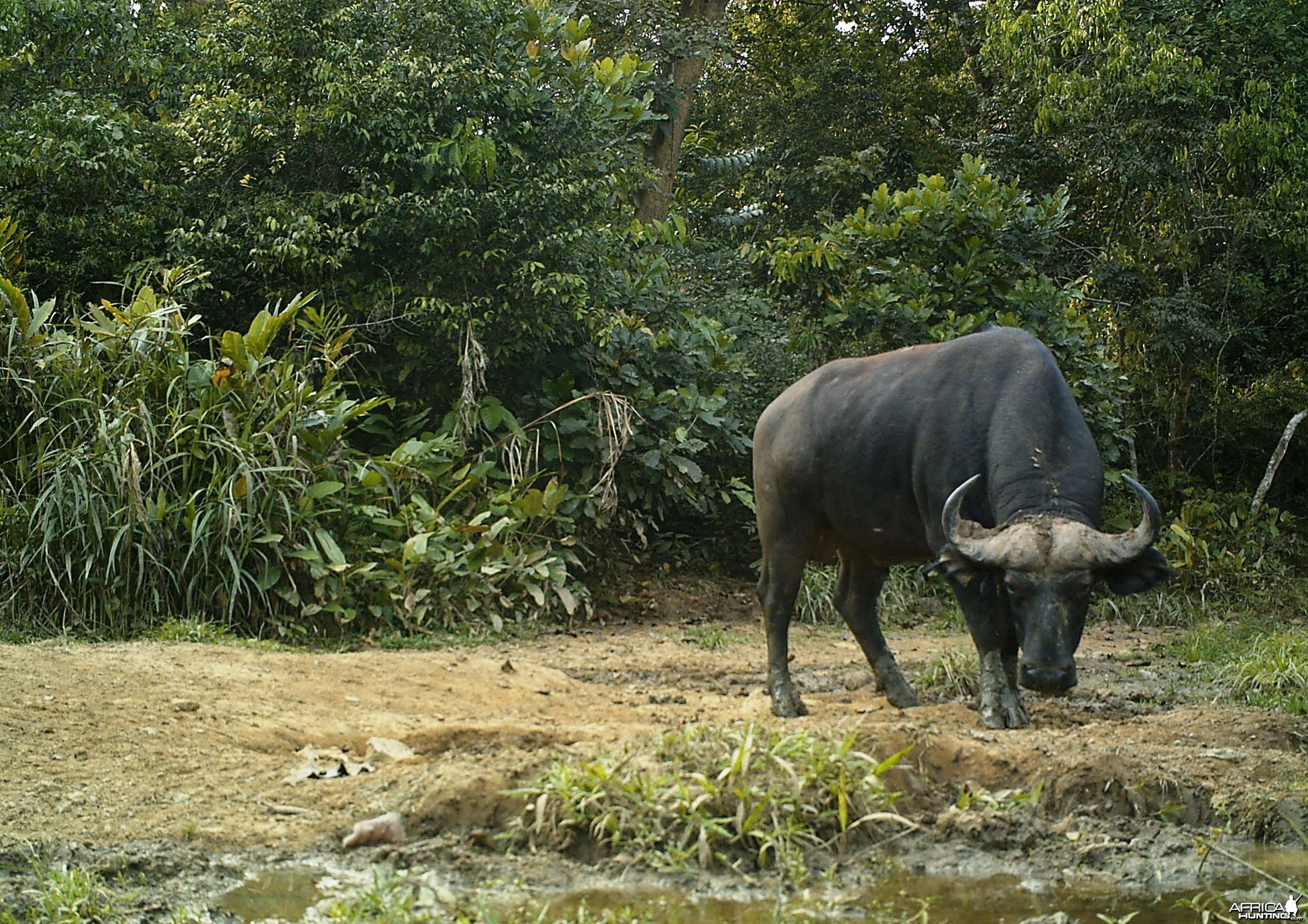 Buffalo