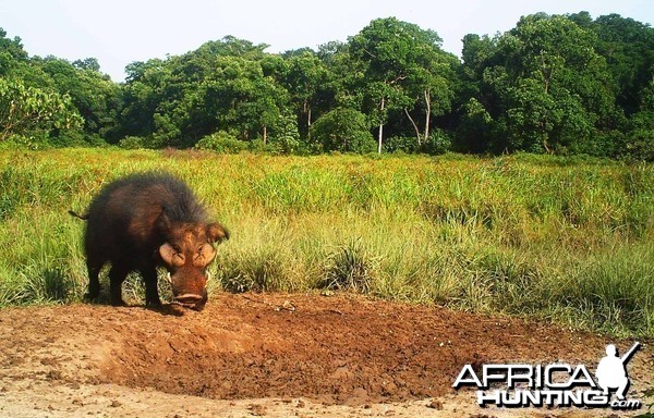 Giant forest hog