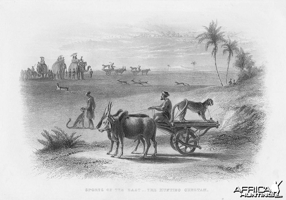Hunting with Cheetah 1859