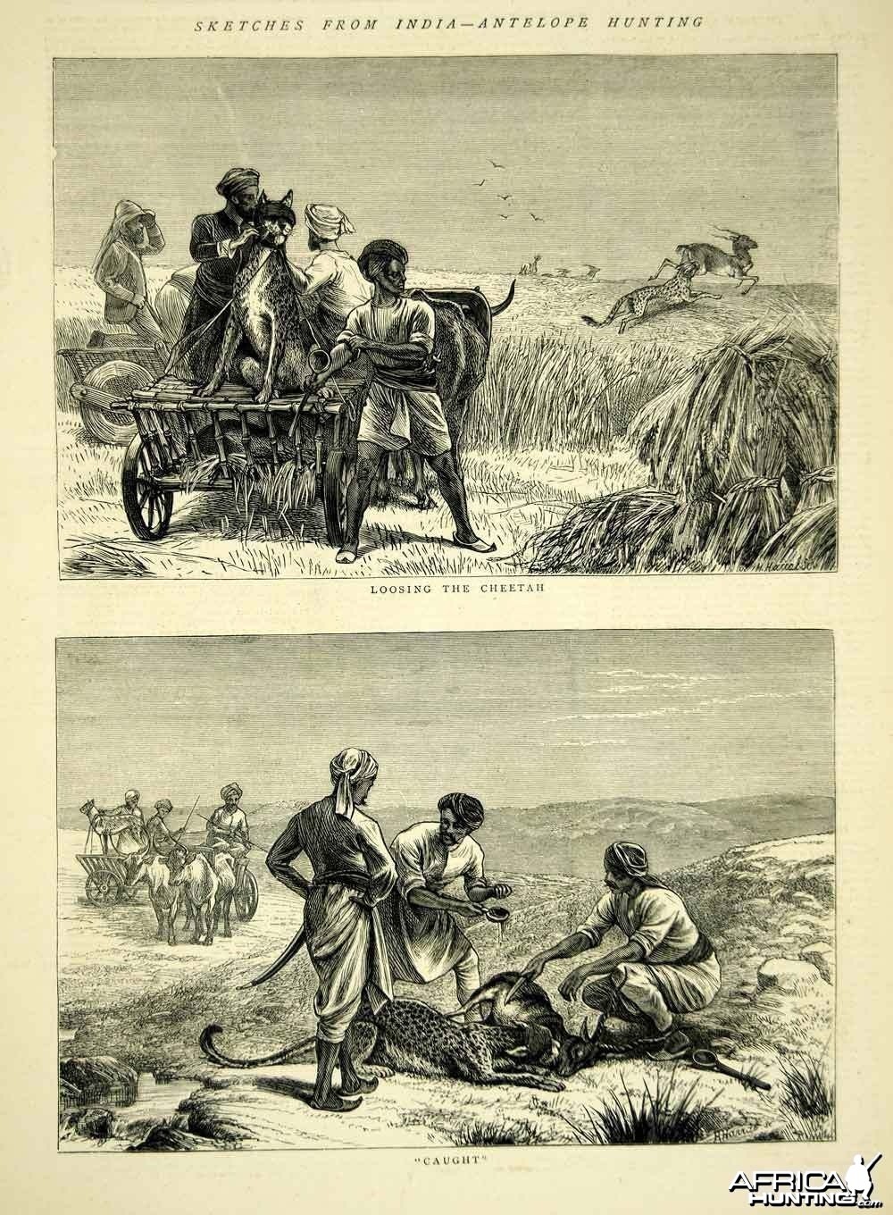 Wood Engraving Cheetah Hunting in India 1872
