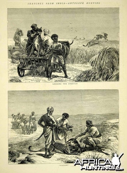 Wood Engraving Cheetah Hunting in India 1872