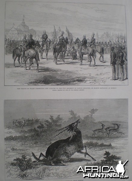 Hunting with Cheetahs near Baroda India 1875