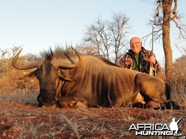 Wildebeest - Limpopo valley, RSA