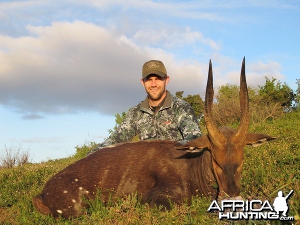 Cape Bushbuck